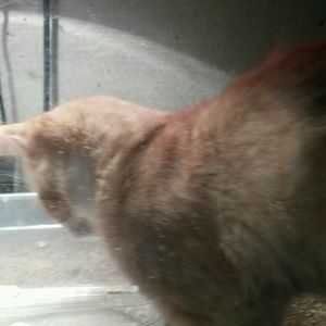 Meet your Posher, Donna